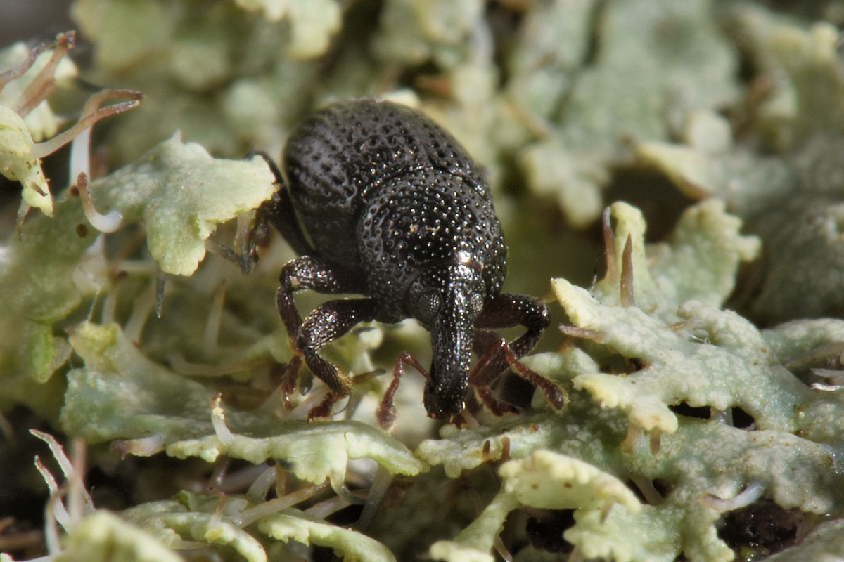 Curculionidae: Leiosoma angelinii